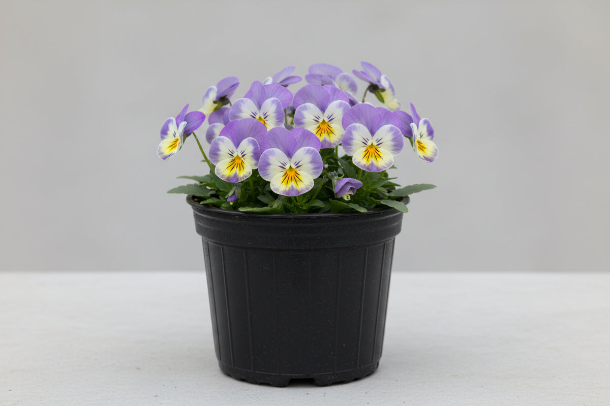 Viola Common Violet Cornu Etain - 6" Perennial