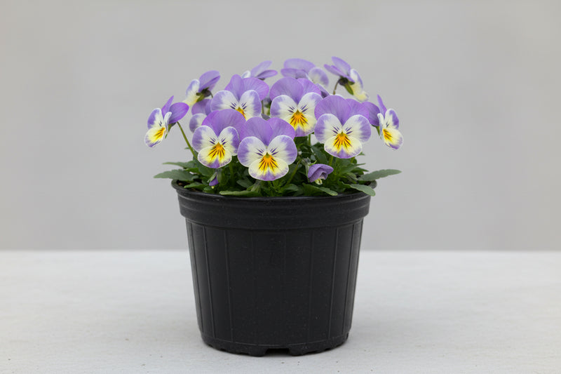 Viola Common Violet Cornu Etain - 6" Perennial
