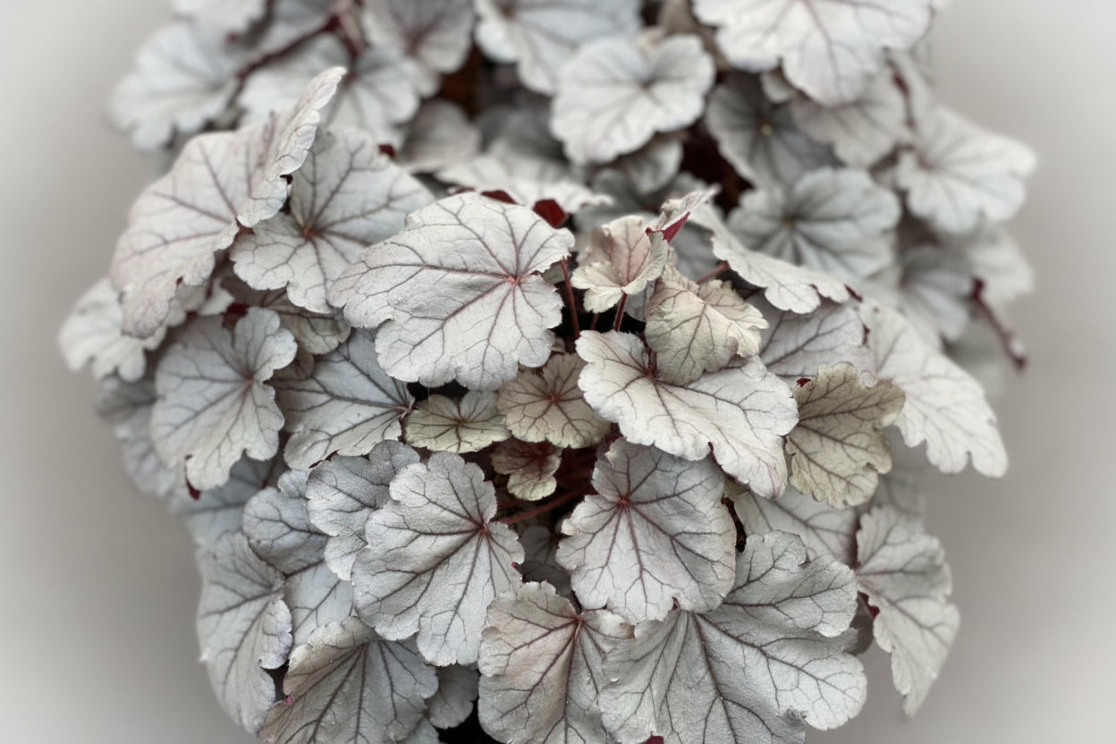 Heuchera Coral Bell Indian Summer Silverberry