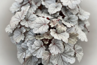 Heuchera Coral Bell Indian Summer Silverberry