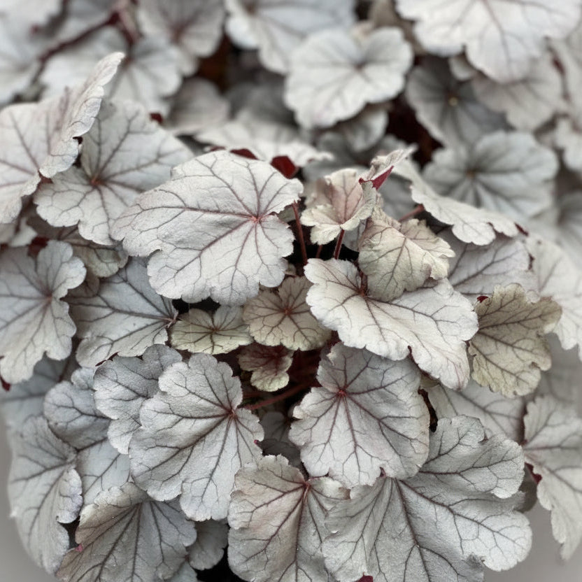 Heuchera Coral Bell Indian Summer Silverberry