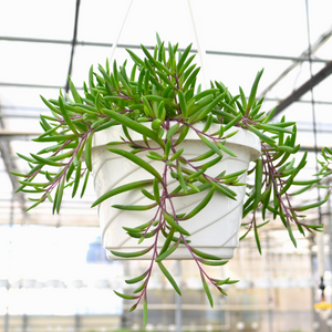 Senecio herreanus Purple Flush - 8" Hanging Basket