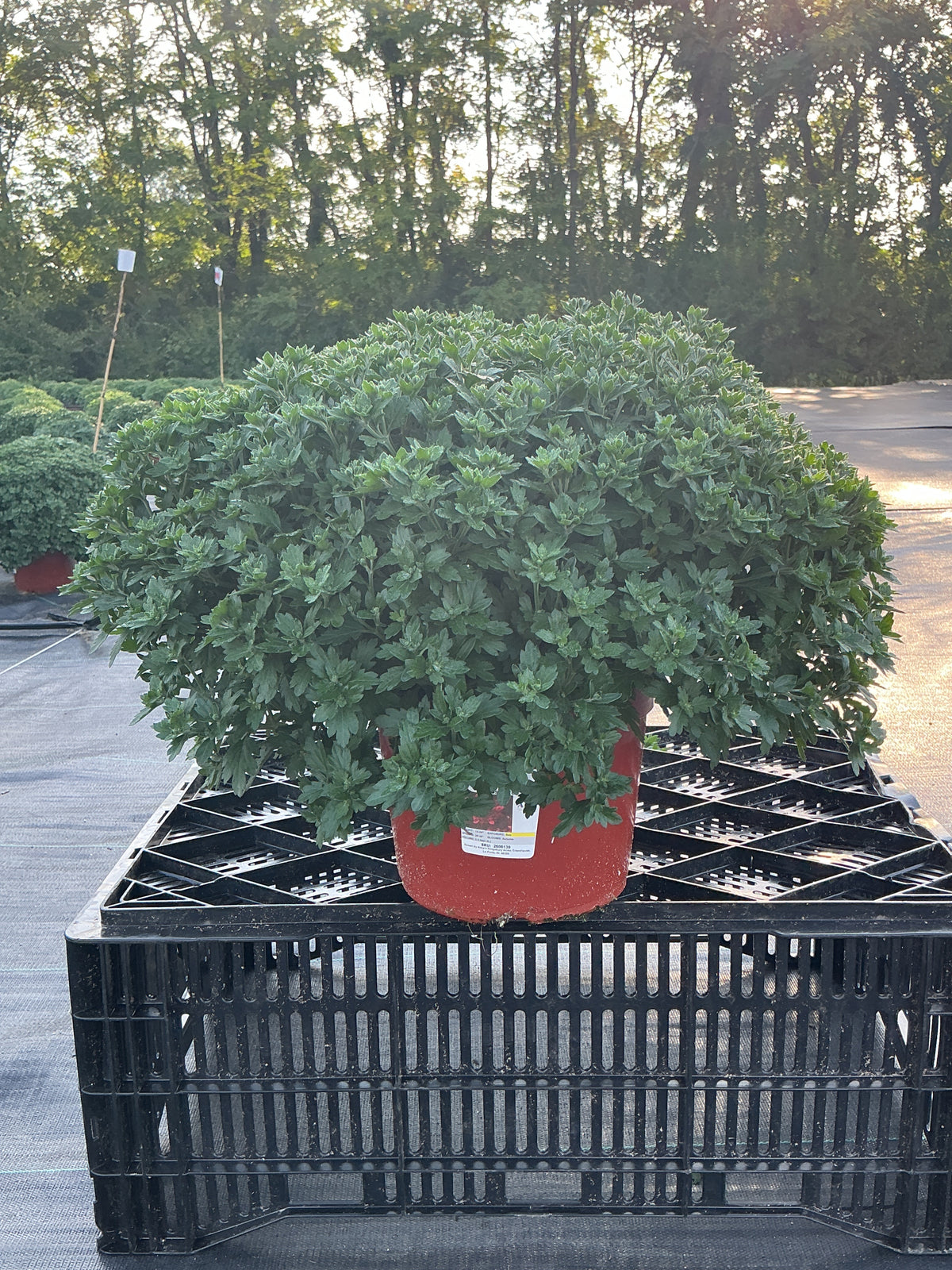 Majesty Red - 8"x6" Potted Garden Mum