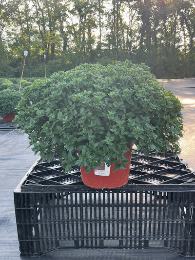 Majesty Red - 8"x6" Potted Garden Mum