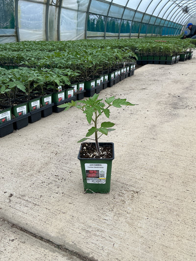 Tomato Beefmaster - 4" Potted Vegetable