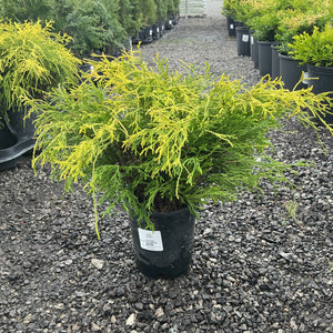 Juniper Janed Gold