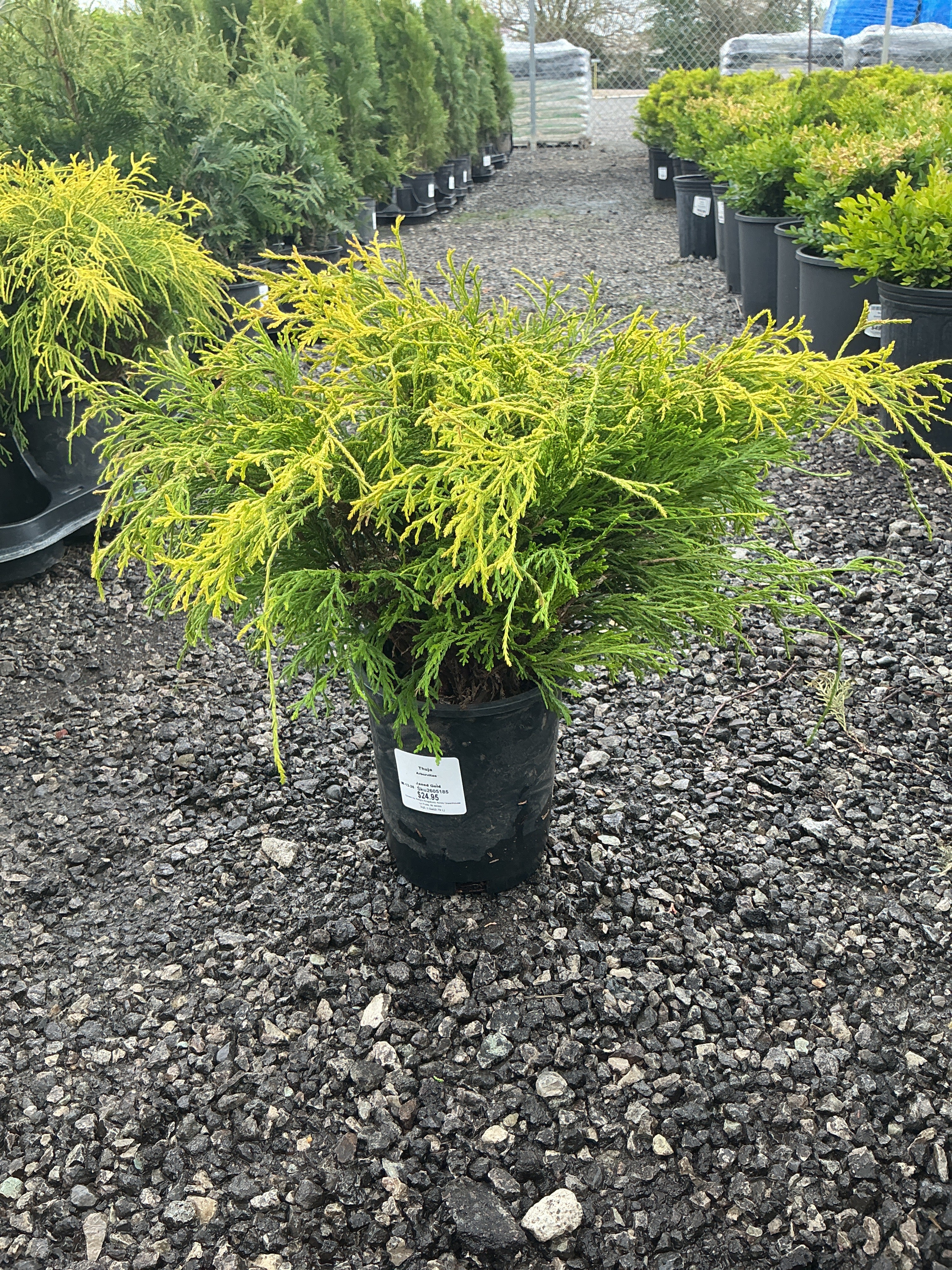 Juniper Janed Gold