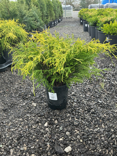 Juniper Janed Gold