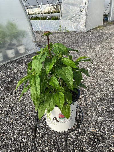 Echinacea Coneflower Double Scoop Strawberry Deluxe