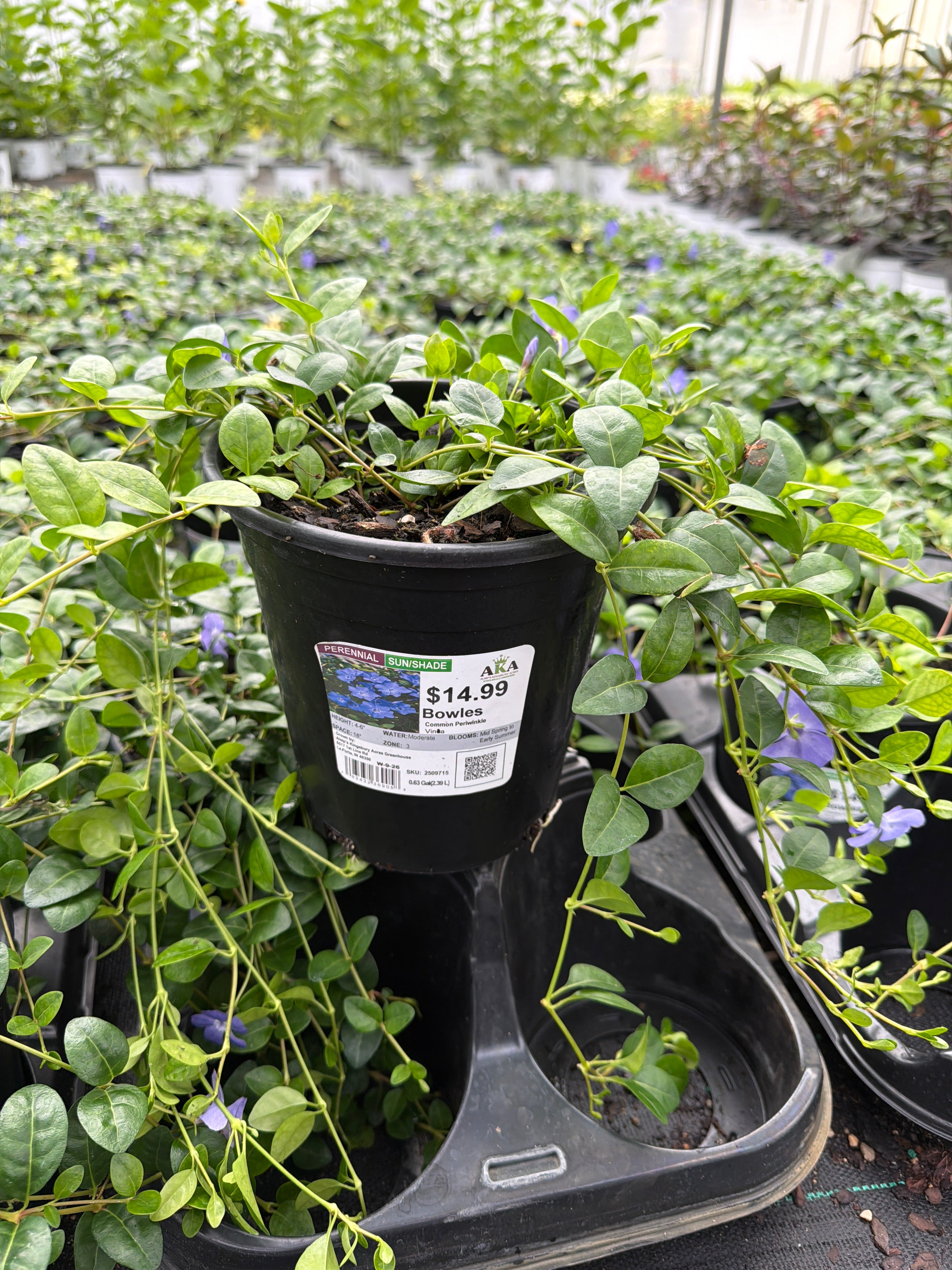Vinca Common Periwinkle Bowles - 6" Perennial