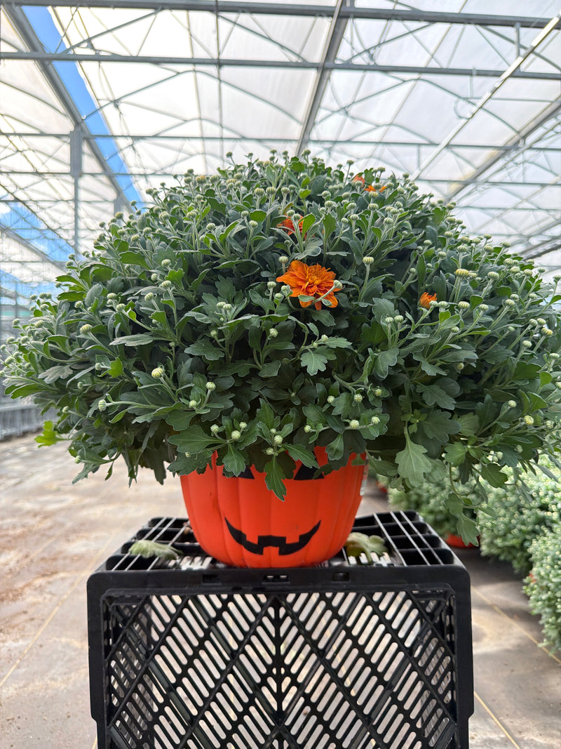Pumpkin Pie Orange Garden Mum - 10" Pumpkin Planter