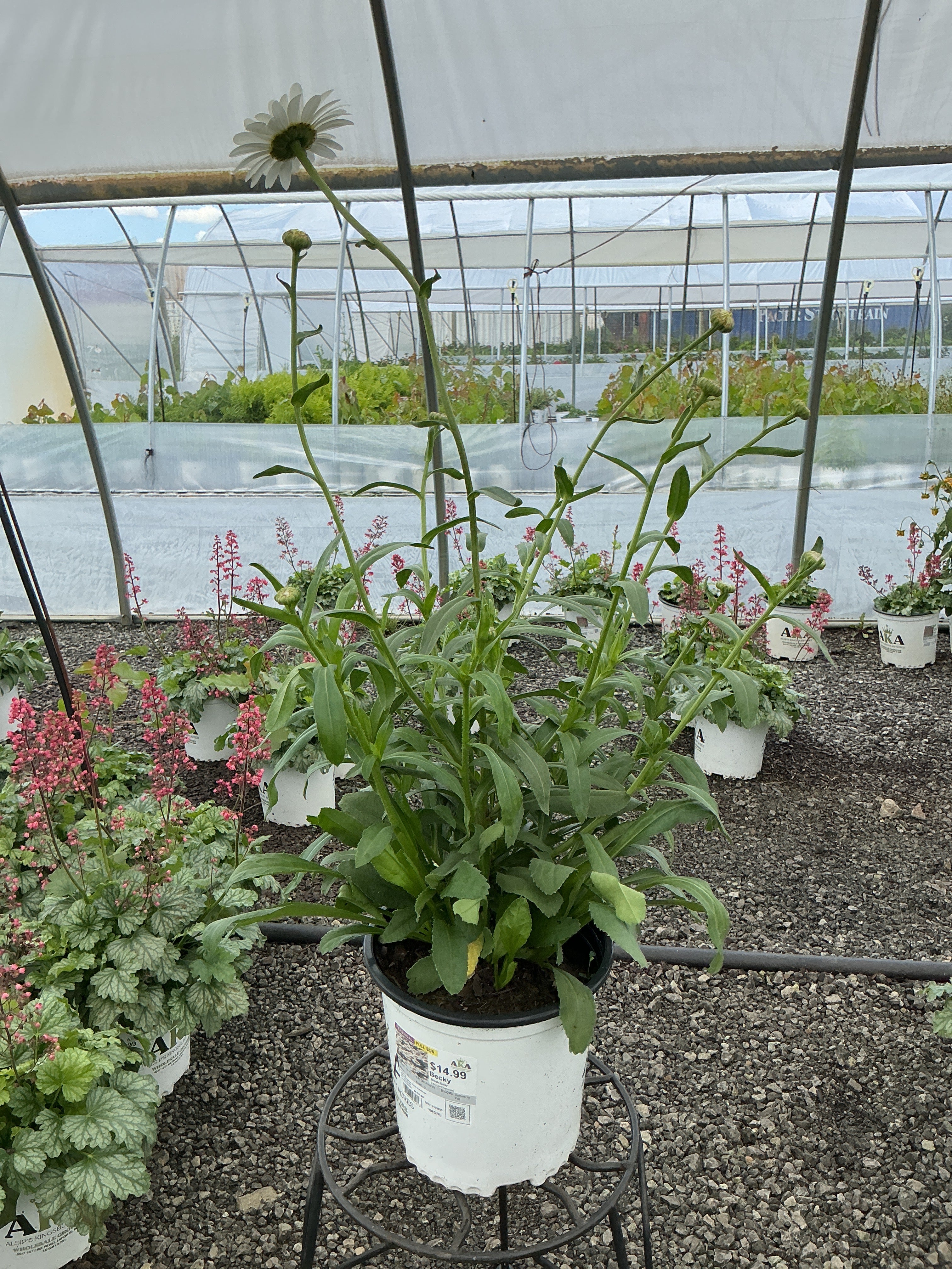 Leucanthemum Shasta Daisy Becky