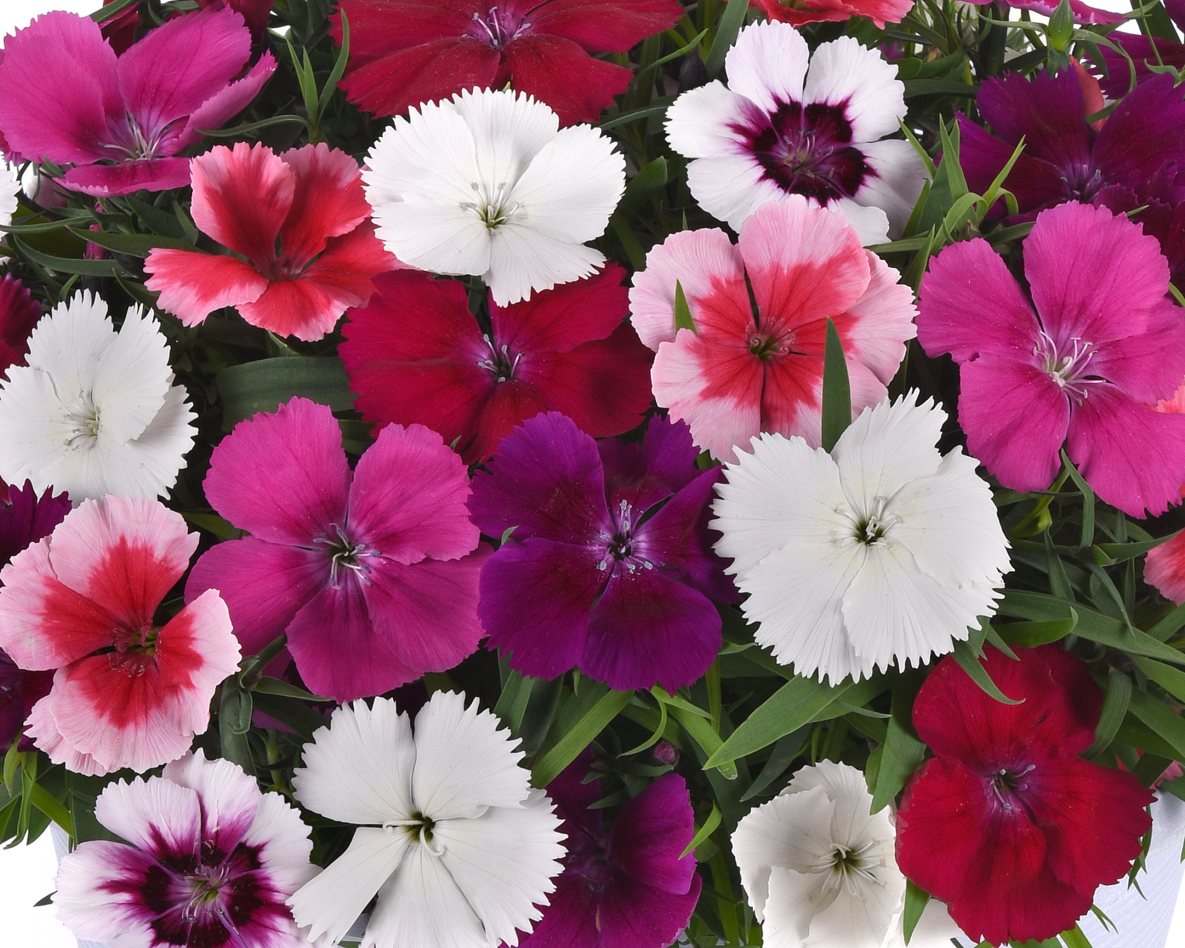 Dianthus Coronet Mix - 4 Pack Annual