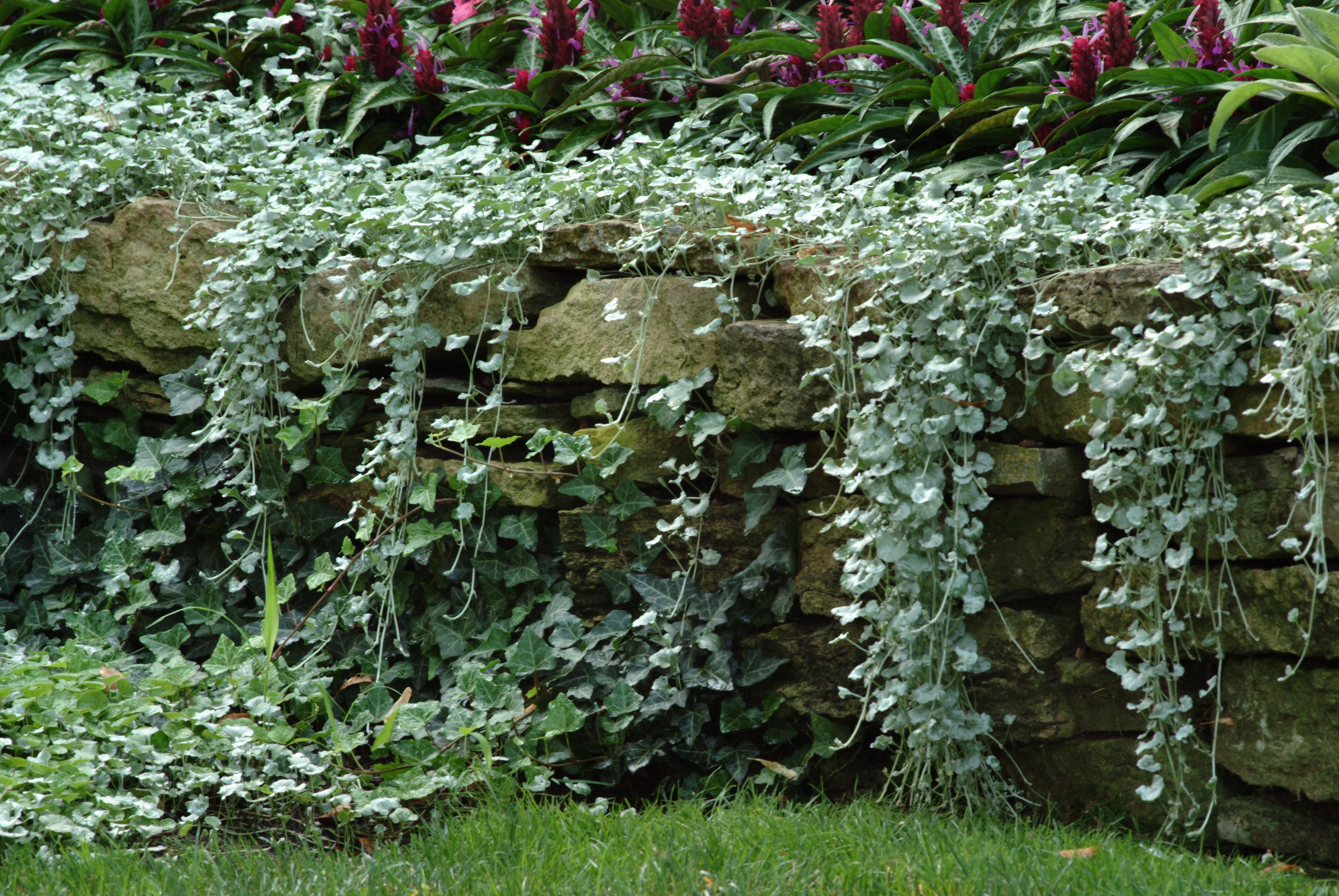 Dichondra Silver Falls - 8" Hanging Basket