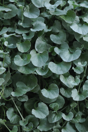 Dichondra Silver Falls - 8" Hanging Basket