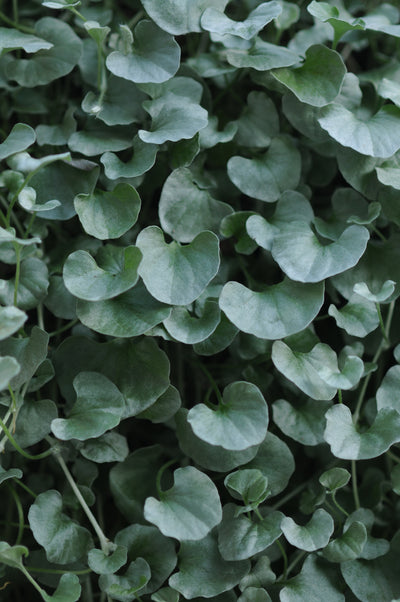Dichondra Silver Falls - 8" Hanging Basket