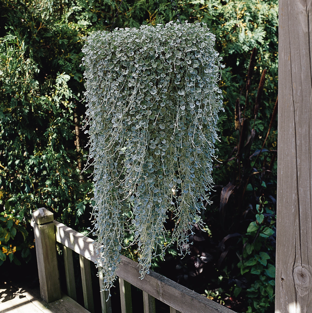 Dichondra Silver Falls - 8" Hanging Basket