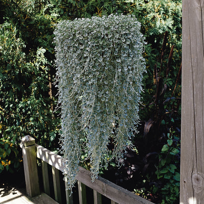 Dichondra Silver Falls - 8" Hanging Basket