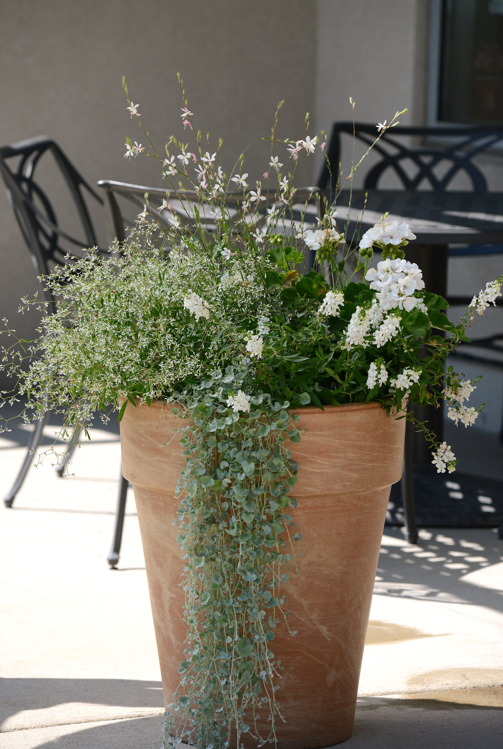 Dichondra Silver Falls - 8" Hanging Basket