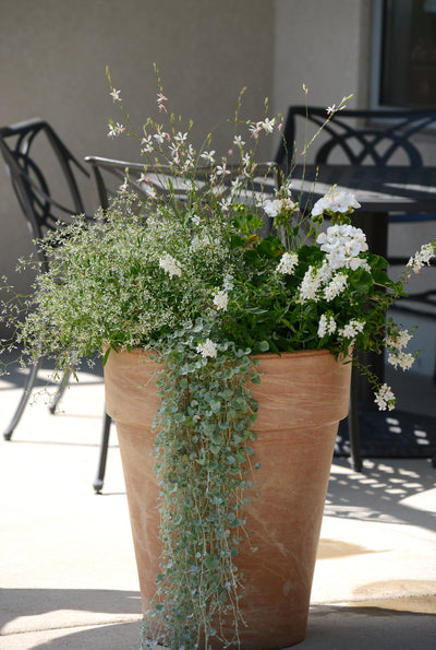 Dichondra Silver Falls - 8" Hanging Basket