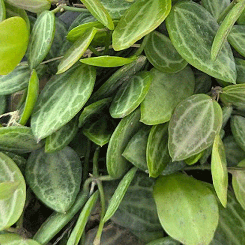 Dischidia ovata Watermelon - 2.5" Succulent
