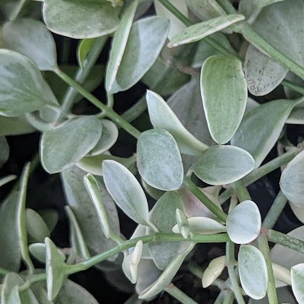Dischidia oiantha Variegata - 2.5" Succulent