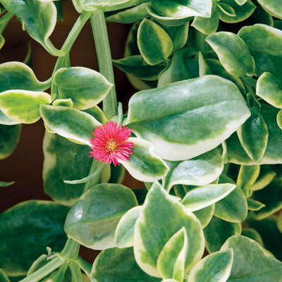 Dorotheanthus Mezoo Red Trailing - 4.33" Premium Annual
