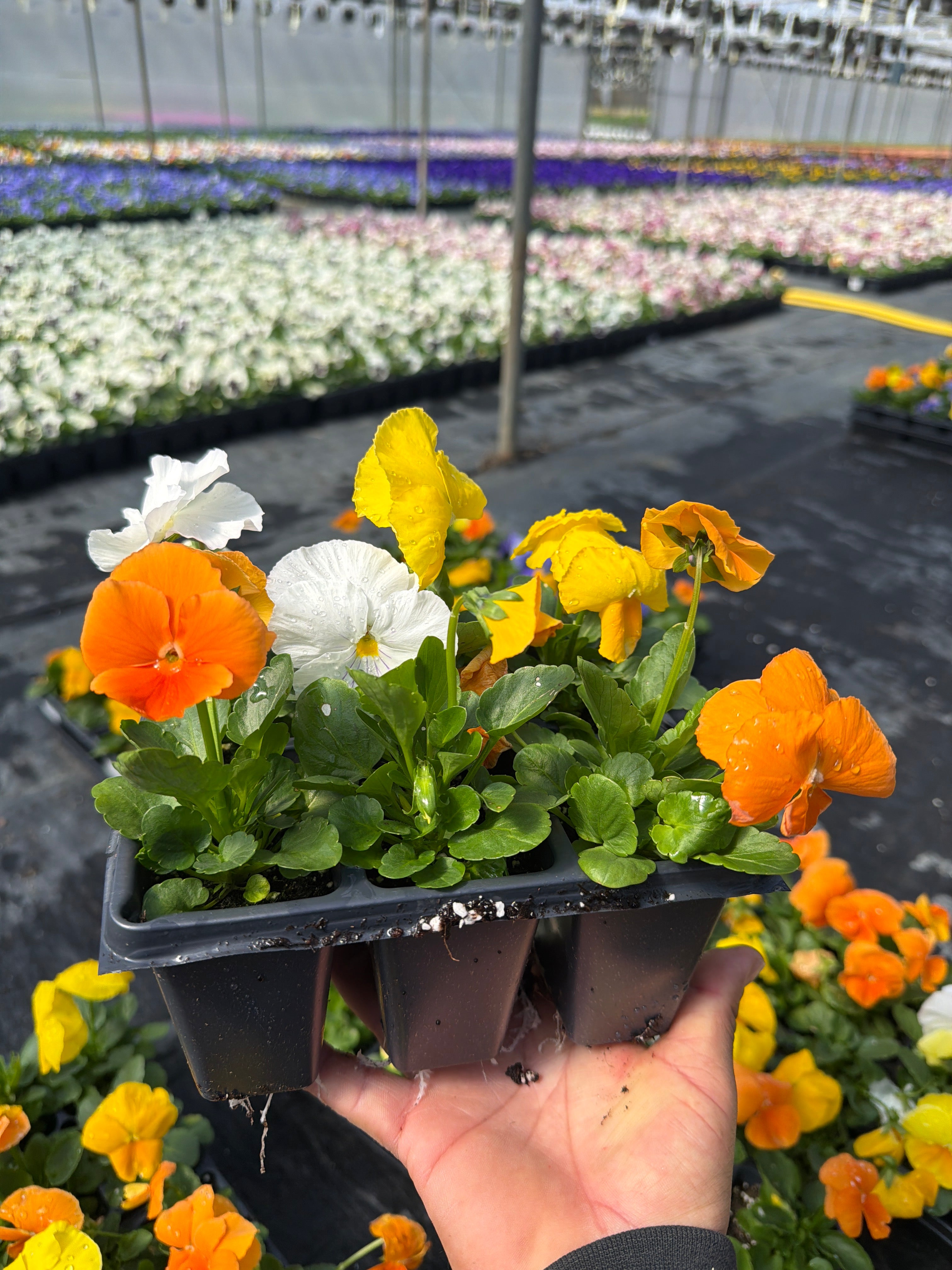 Pansy Delta Pro Citrus Mix - 6 Pack Annual