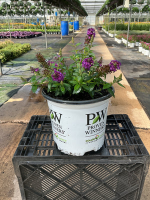 Buddleia Butterfly Little Rockstar Purple