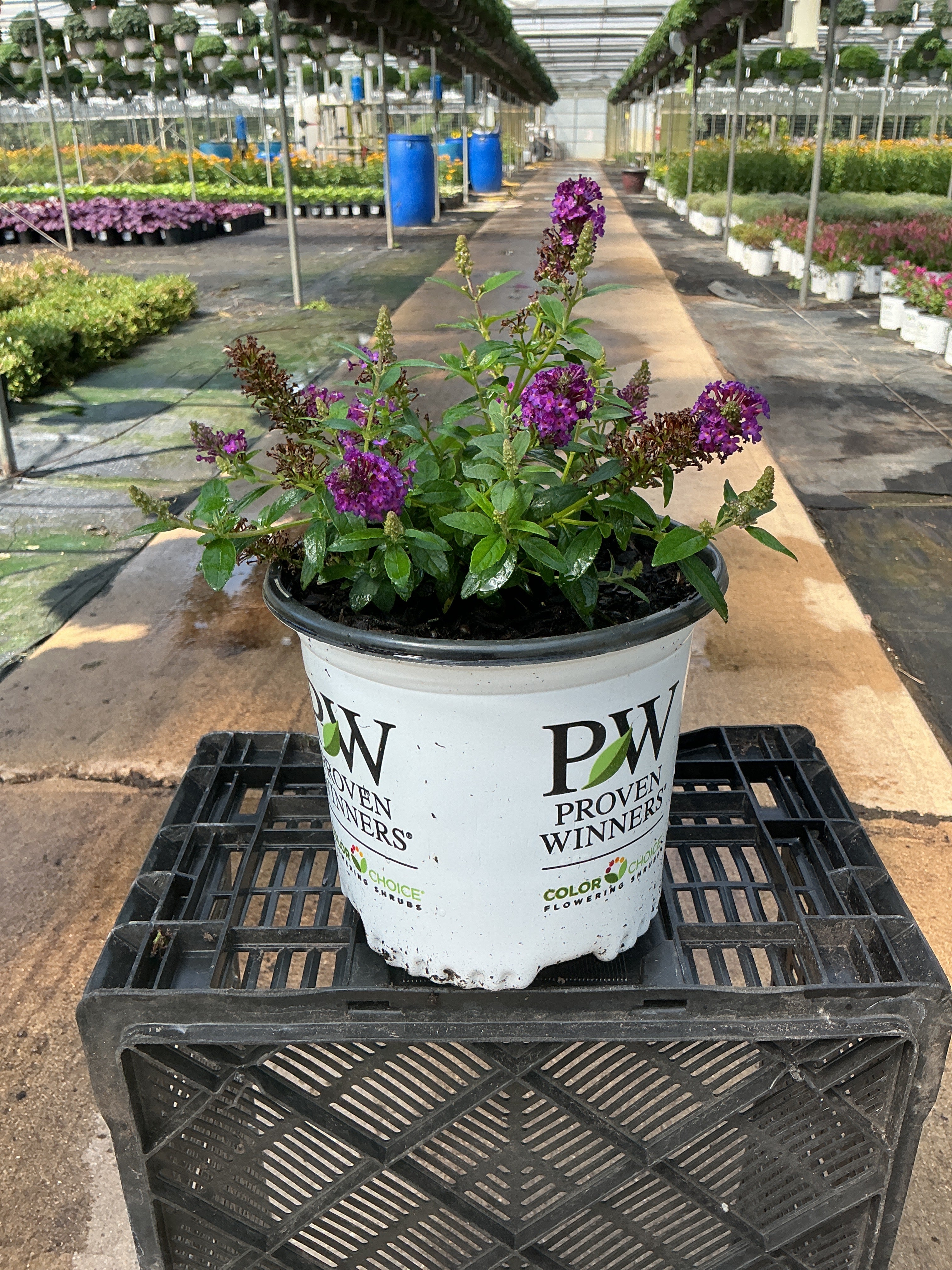 Buddleia Butterfly Little Rockstar Purple