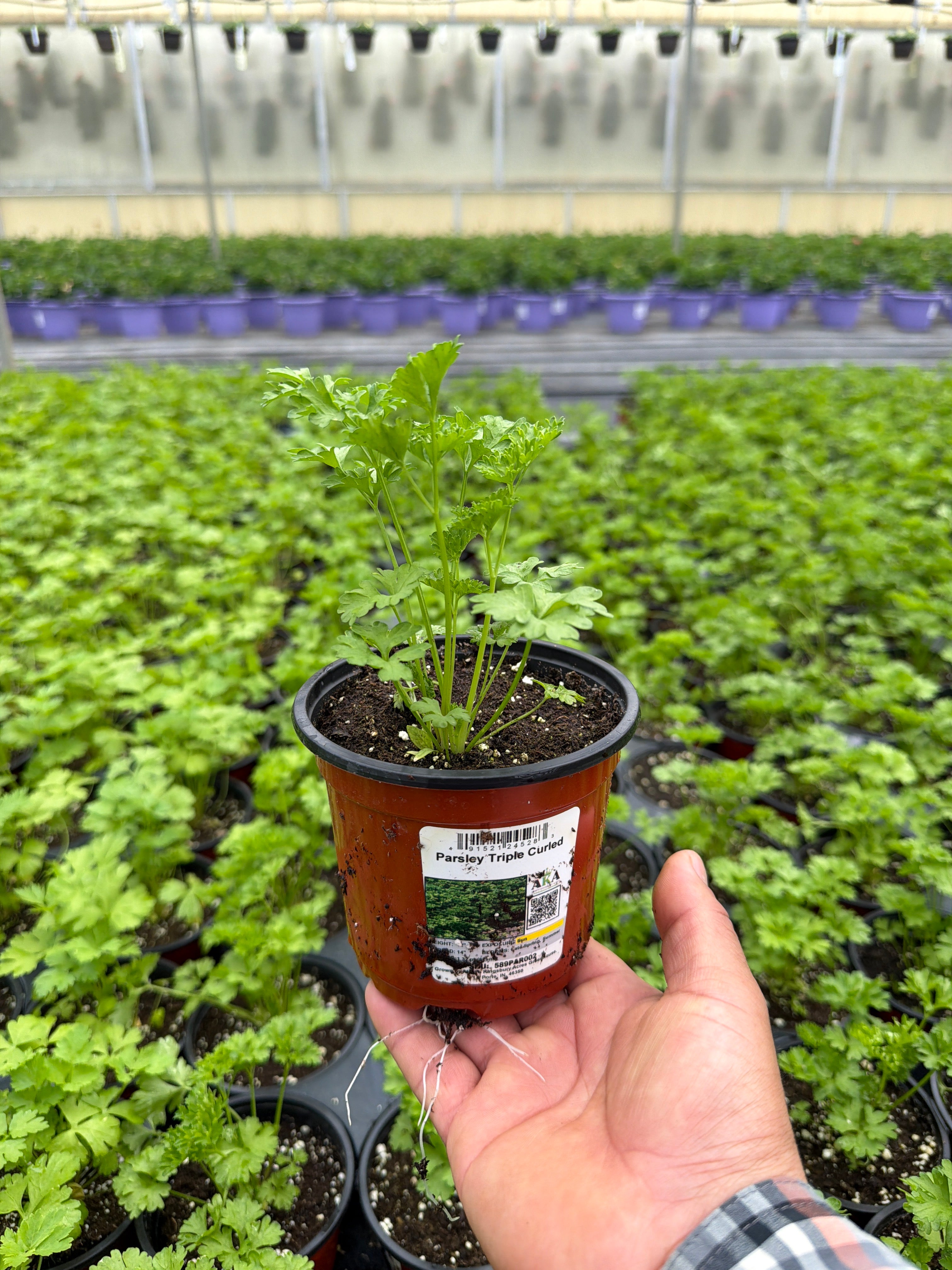 Parsley Triple Curled - 4.33" Potted Herb
