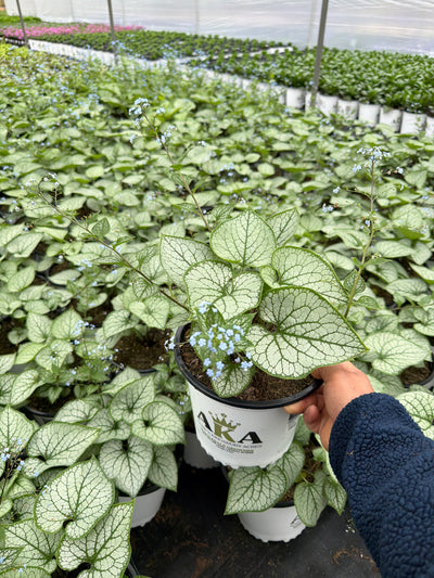 Brunnera Siberian Bugloss Jack Frost