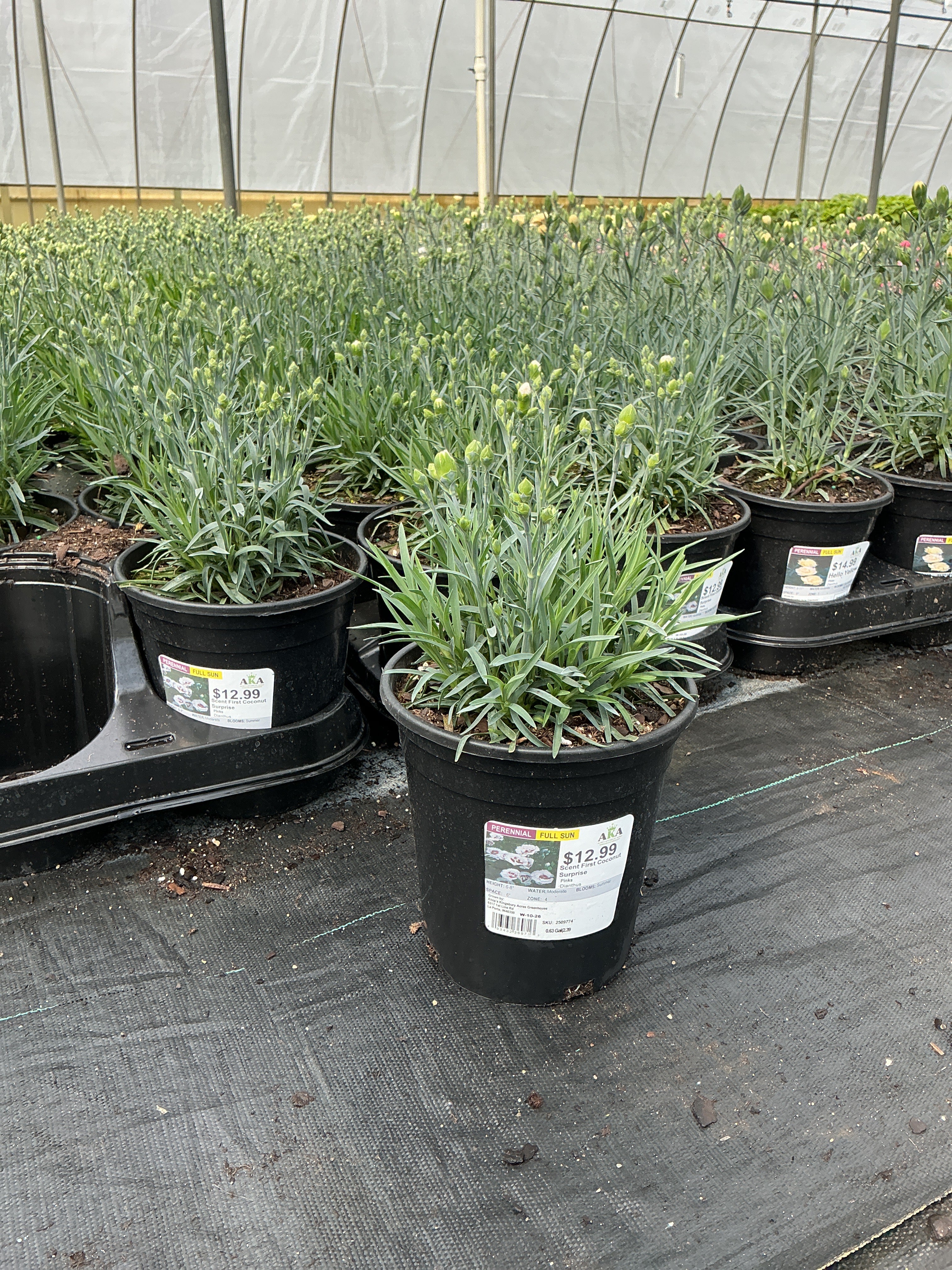 Dianthus Pinks Scent First Coconut Surprise - 6" Perennial