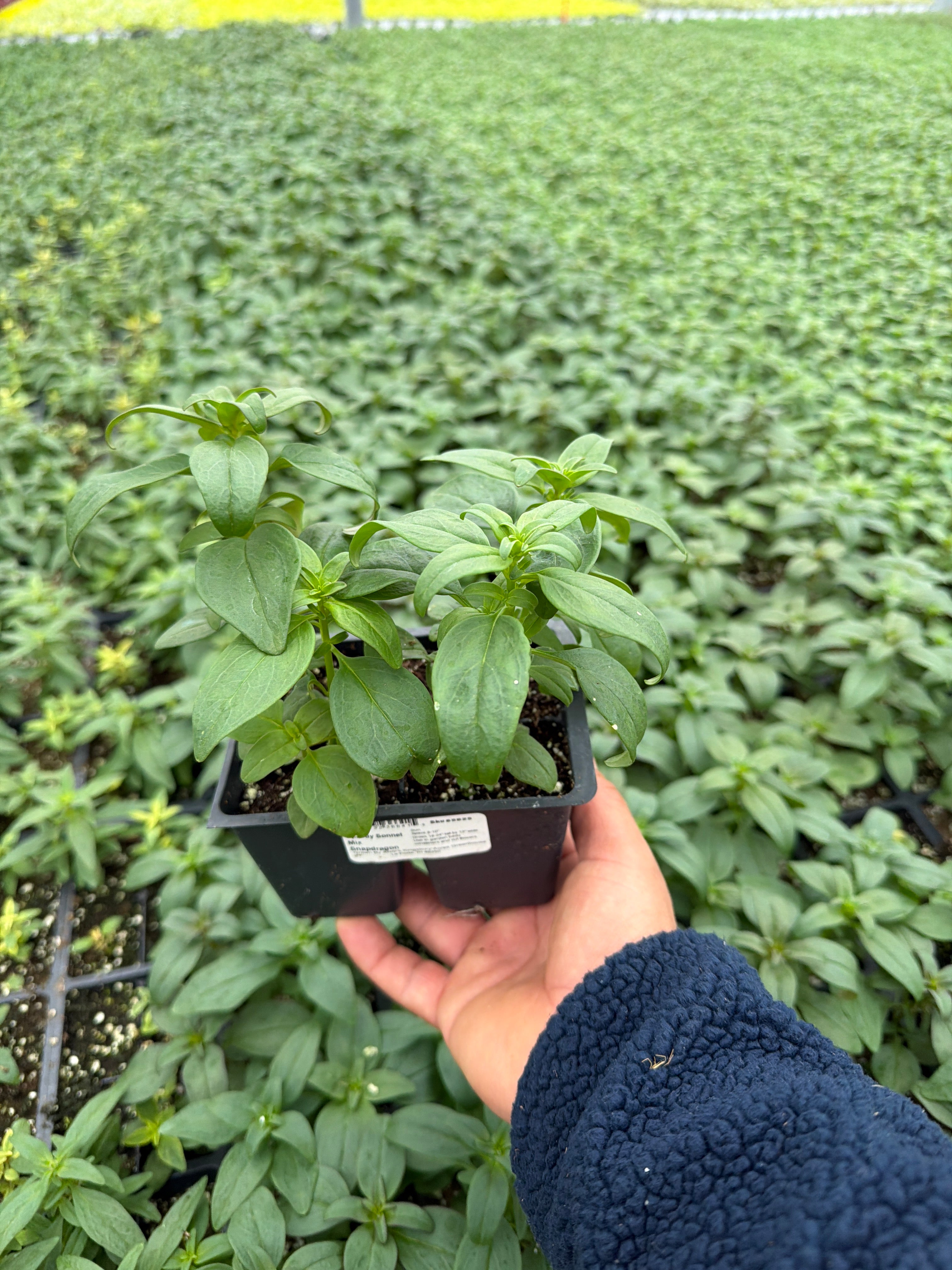 Snapdragon Speedy Sonnet Mix - 4 Pack Annual