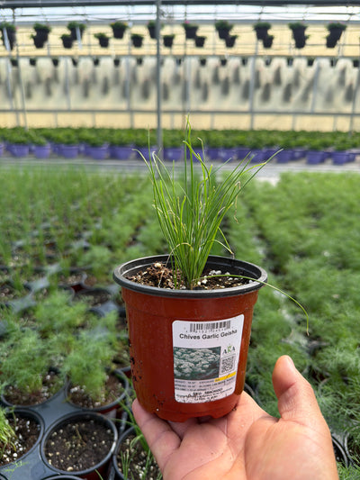 Chives Garlic Geisha - 4.33" Potted Herb