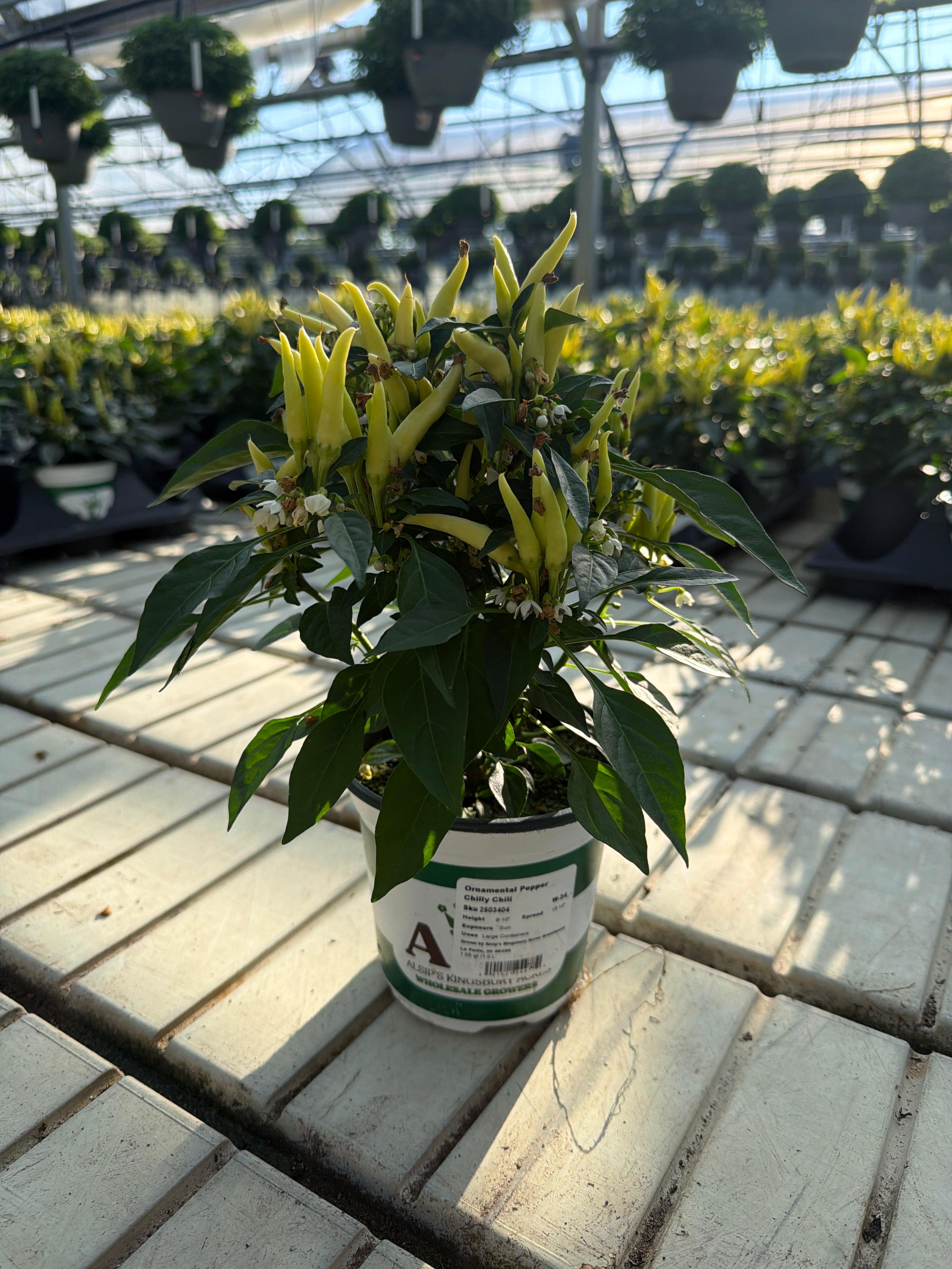 Chilly Chili Ornamental Pepper - 5" Fall Annuals