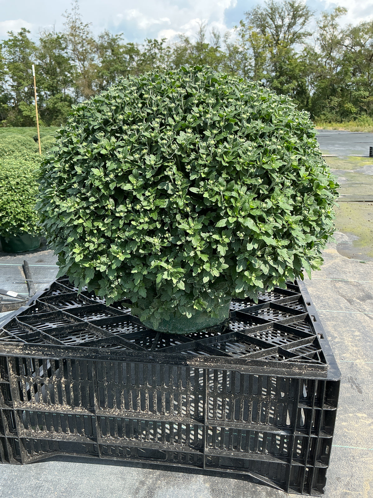 Axios White - 9"x6" Potted Garden Mum
