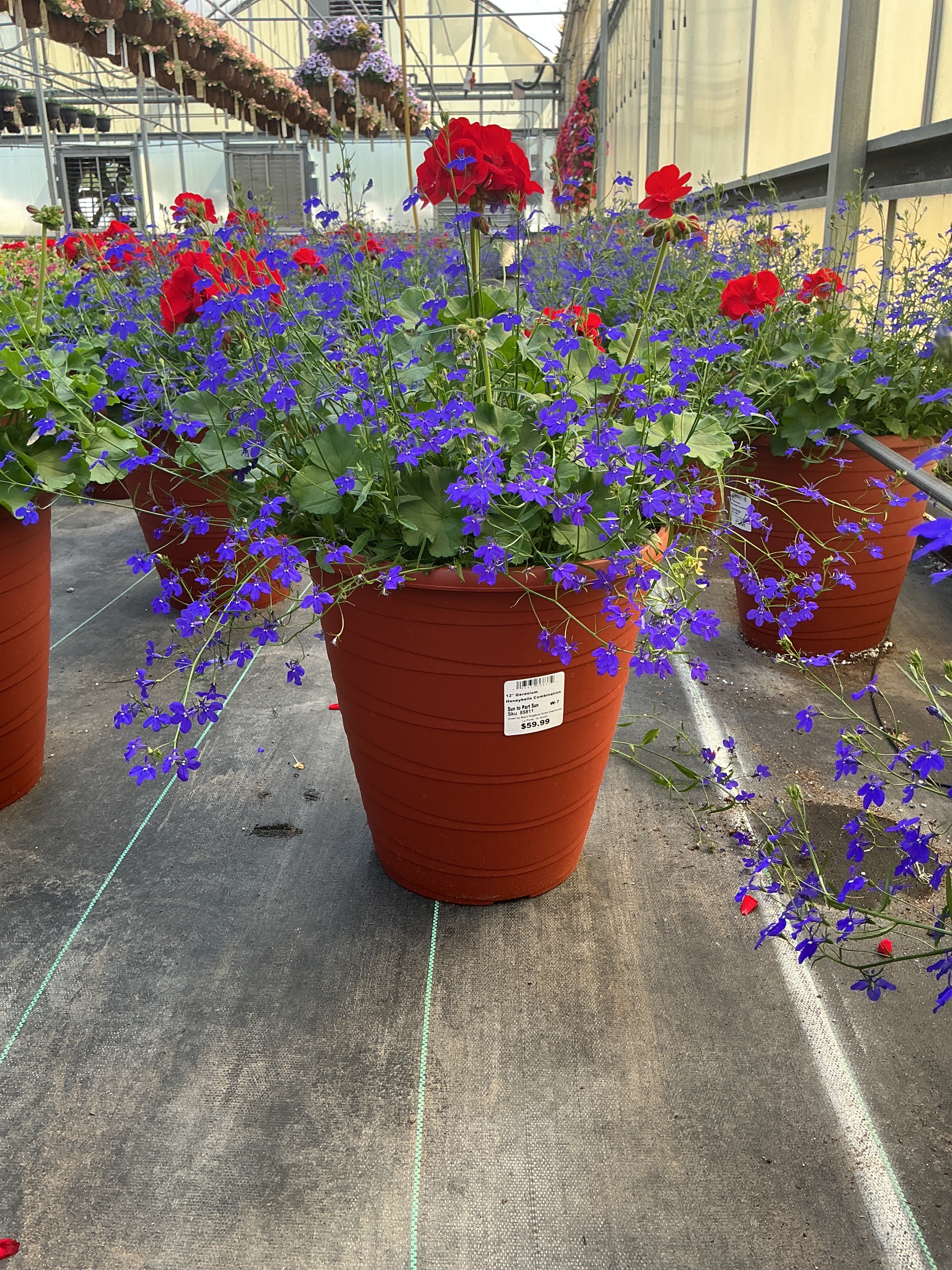 Geranium Honeybells Combination - 12" Tall Planter