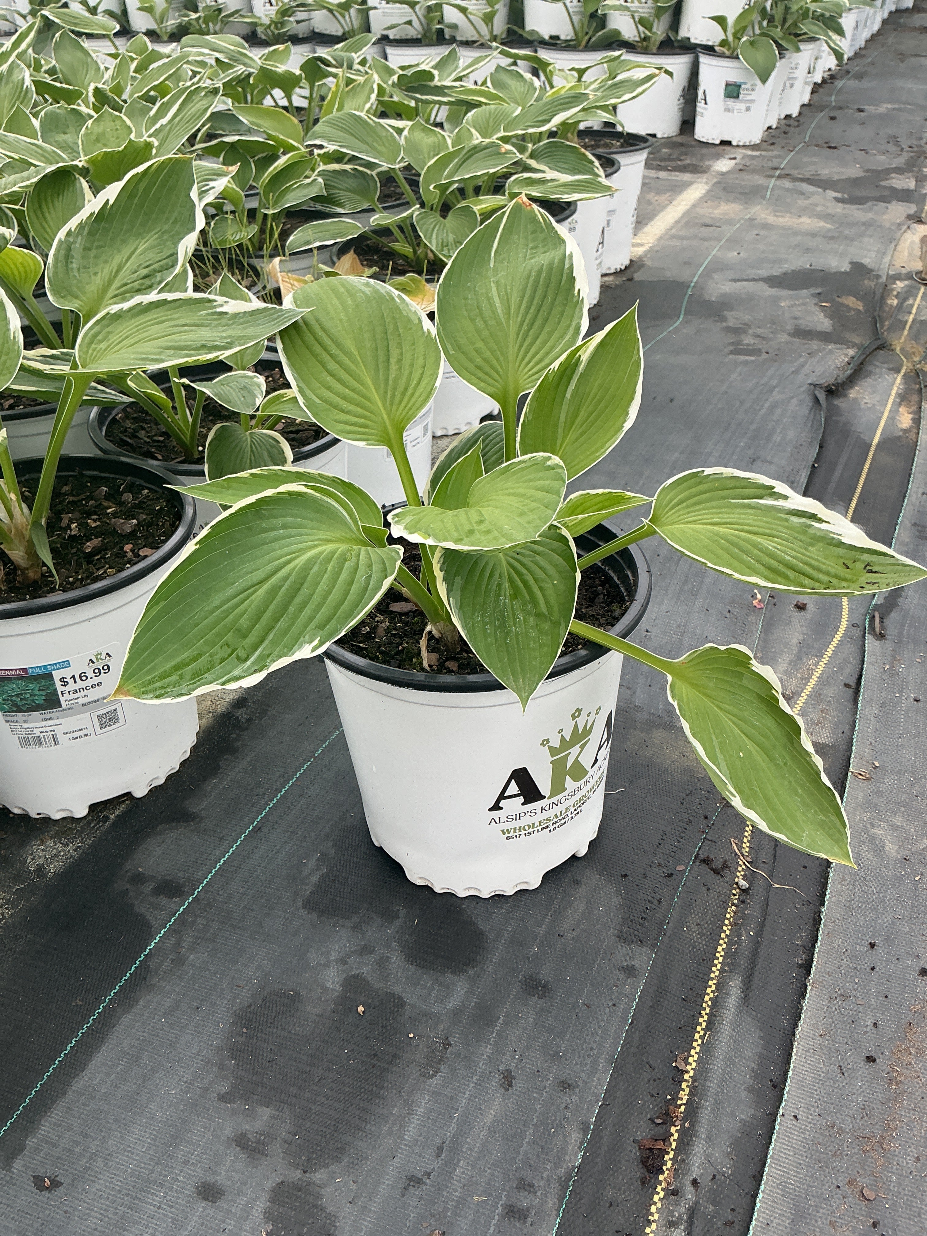 Hosta Plantain Lily Francee