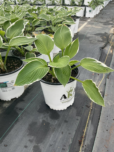 Hosta Plantain Lily Francee