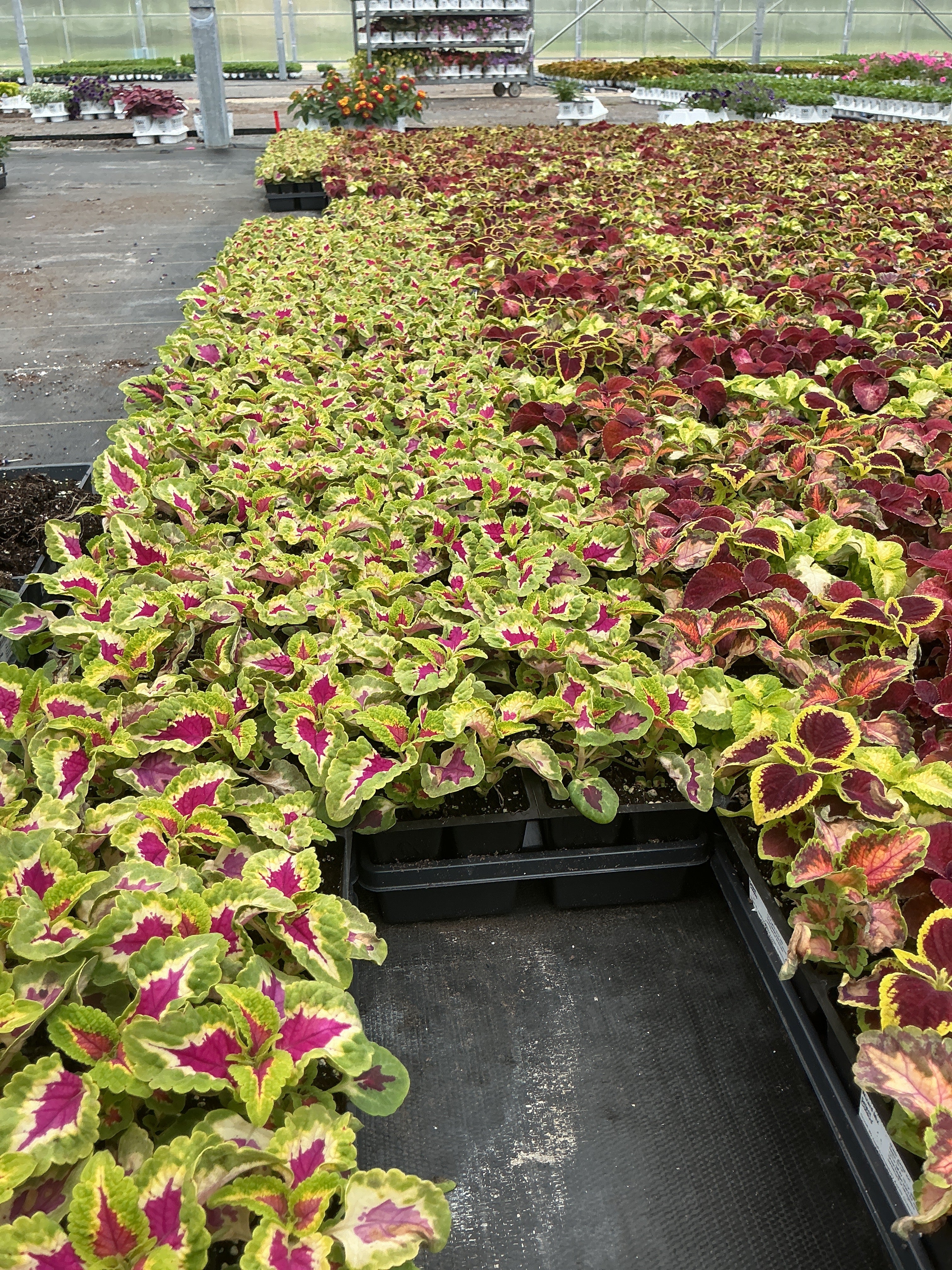 Coleus Wizard Rose - 4 Pack Annual