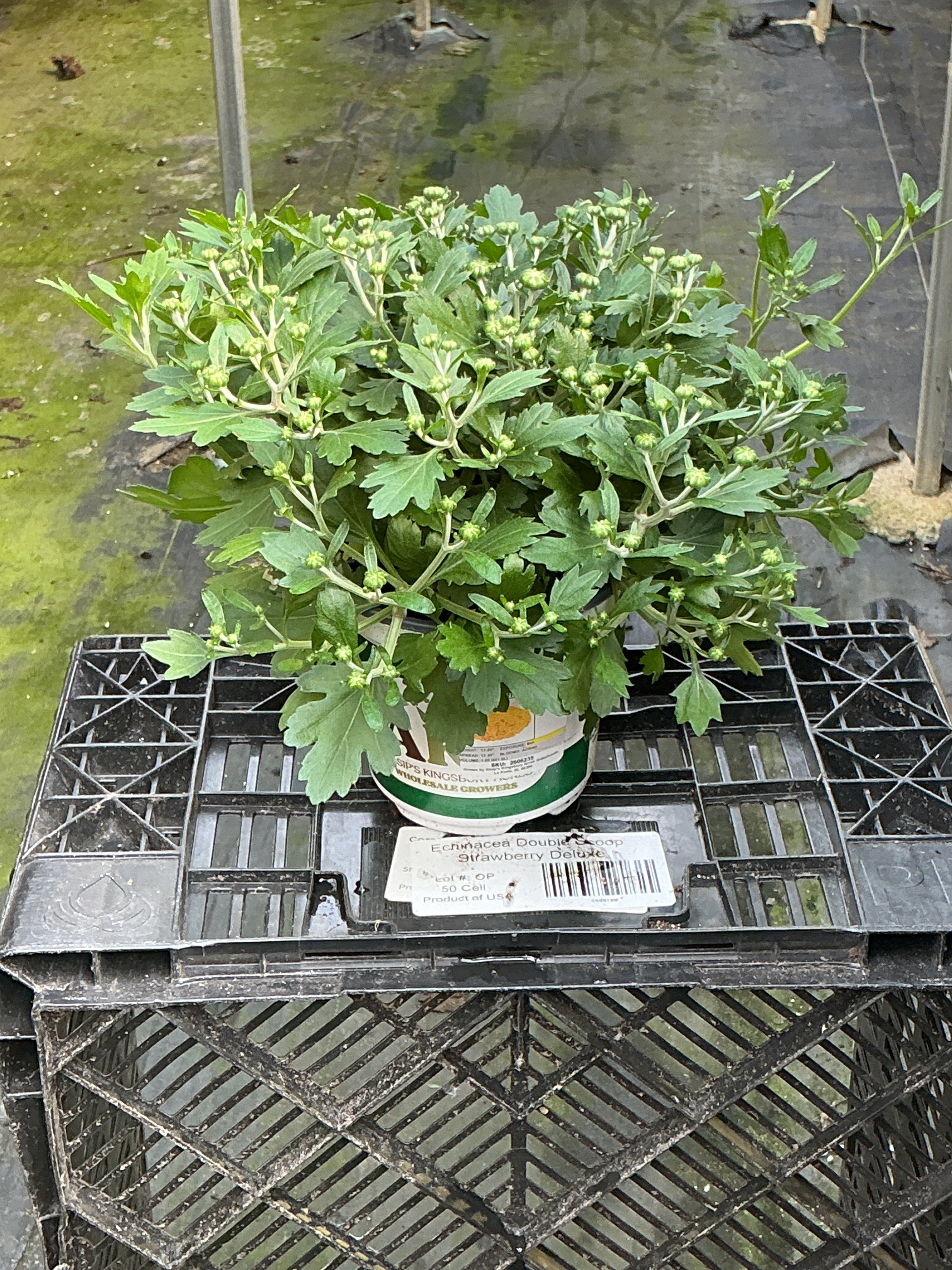Beach Yellow - 5" Potted Garden Mum