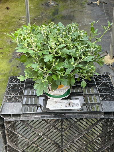 Beach Yellow - 5" Potted Garden Mum
