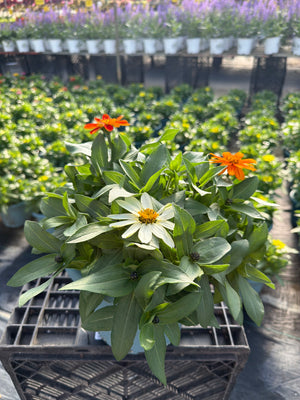 Zinna Zahara Mix - 8" Planter
