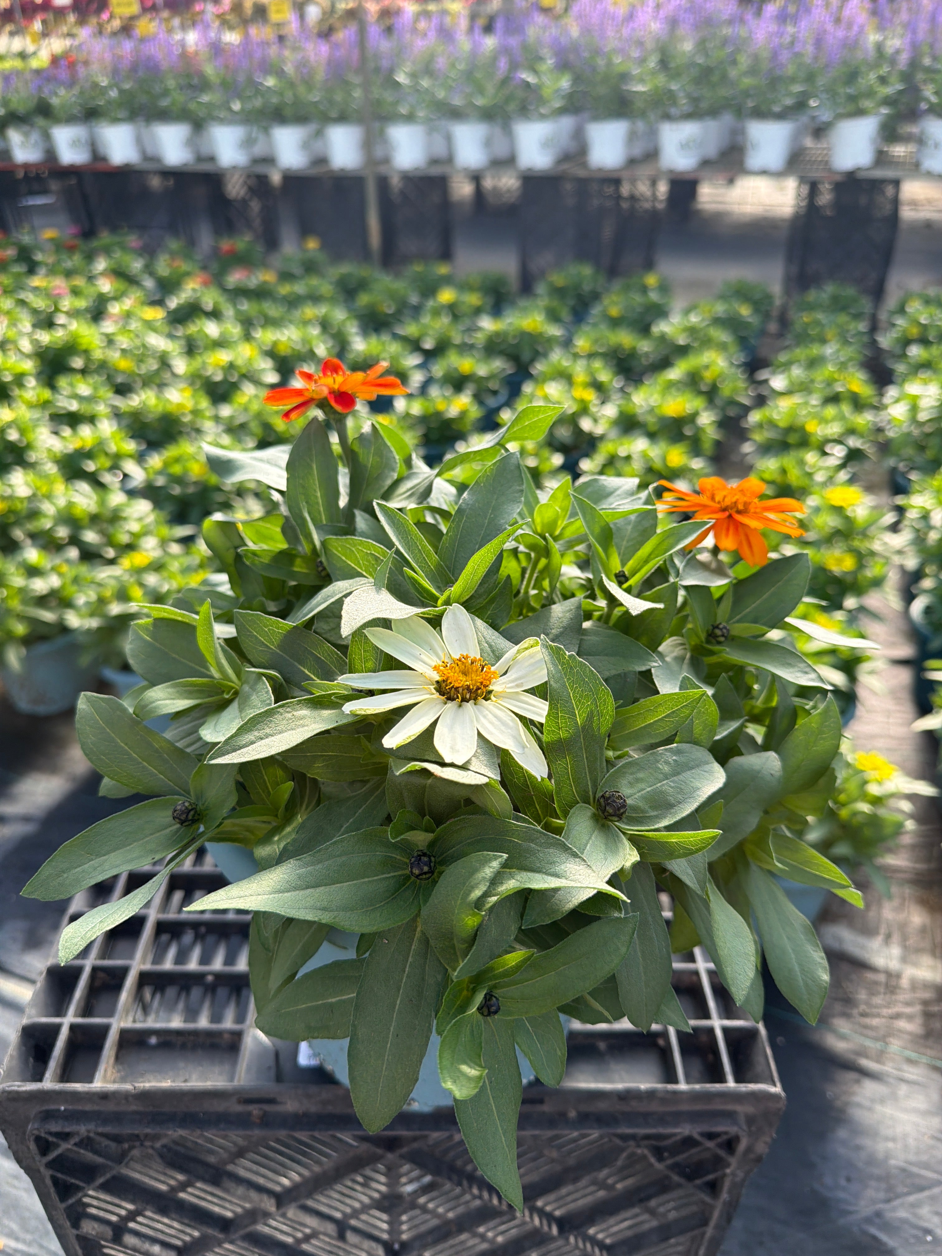 Zinna Zahara Mix - 8" Planter