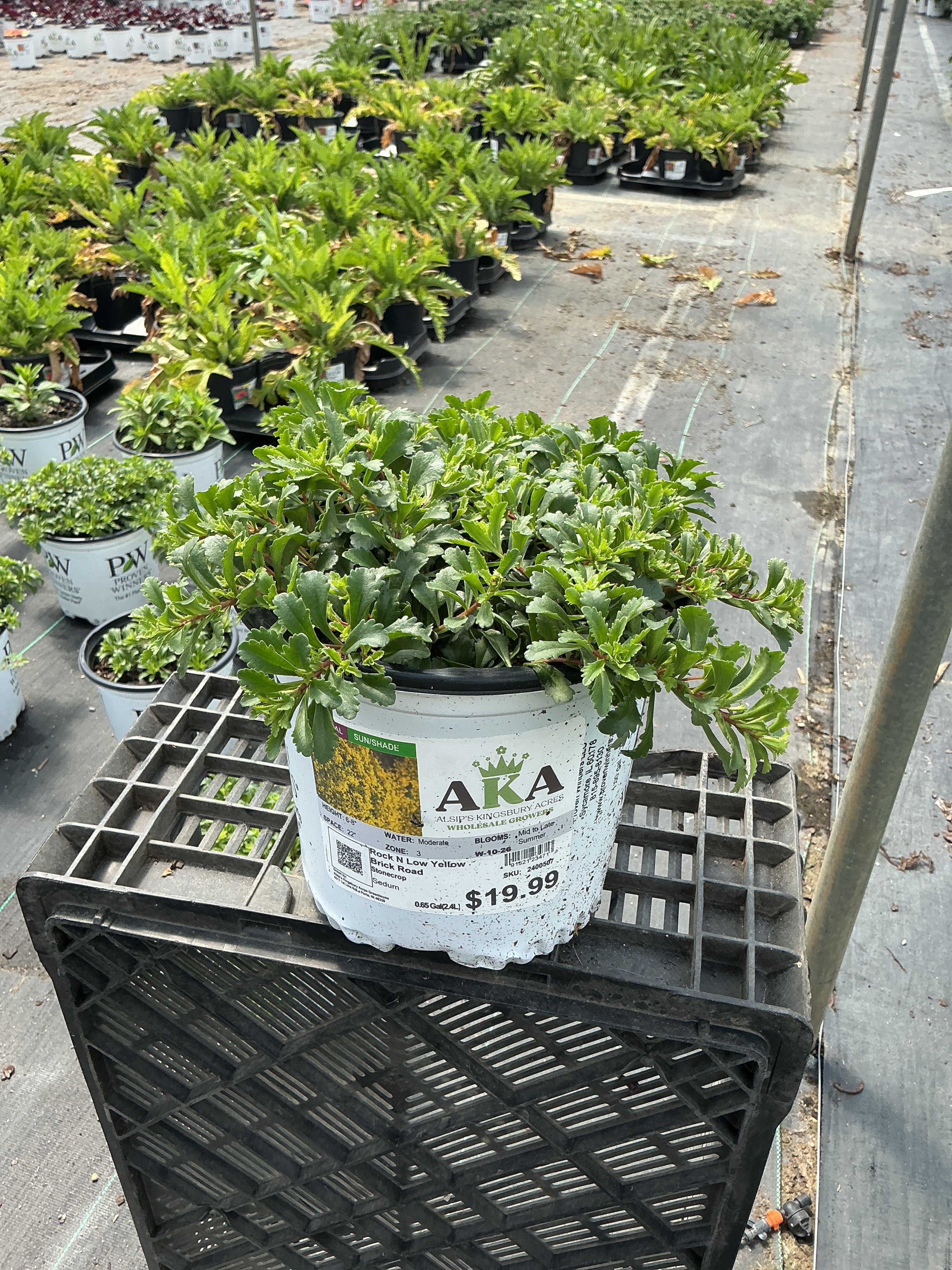 Sedum Stonecrop Rock'n Low Yellow Brick Road - 6" Perennial