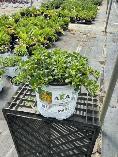 Sedum Stonecrop Rock'n Low Yellow Brick Road - 6" Perennial