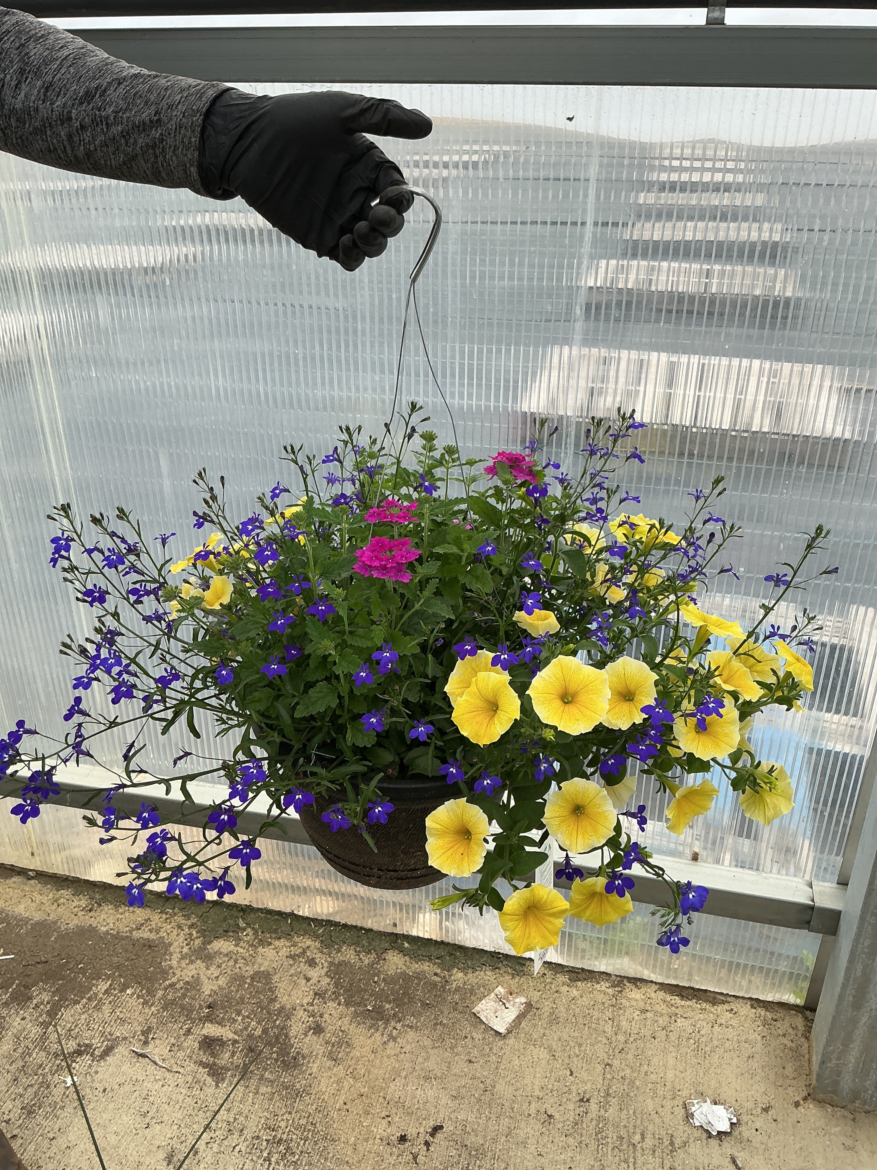 115 Gimme Some Sugar - 11" Hanging Basket