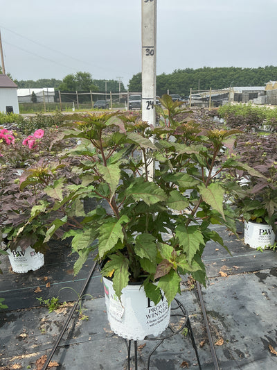 Hibiscus Rose Mallow Summerific Valentines Crush