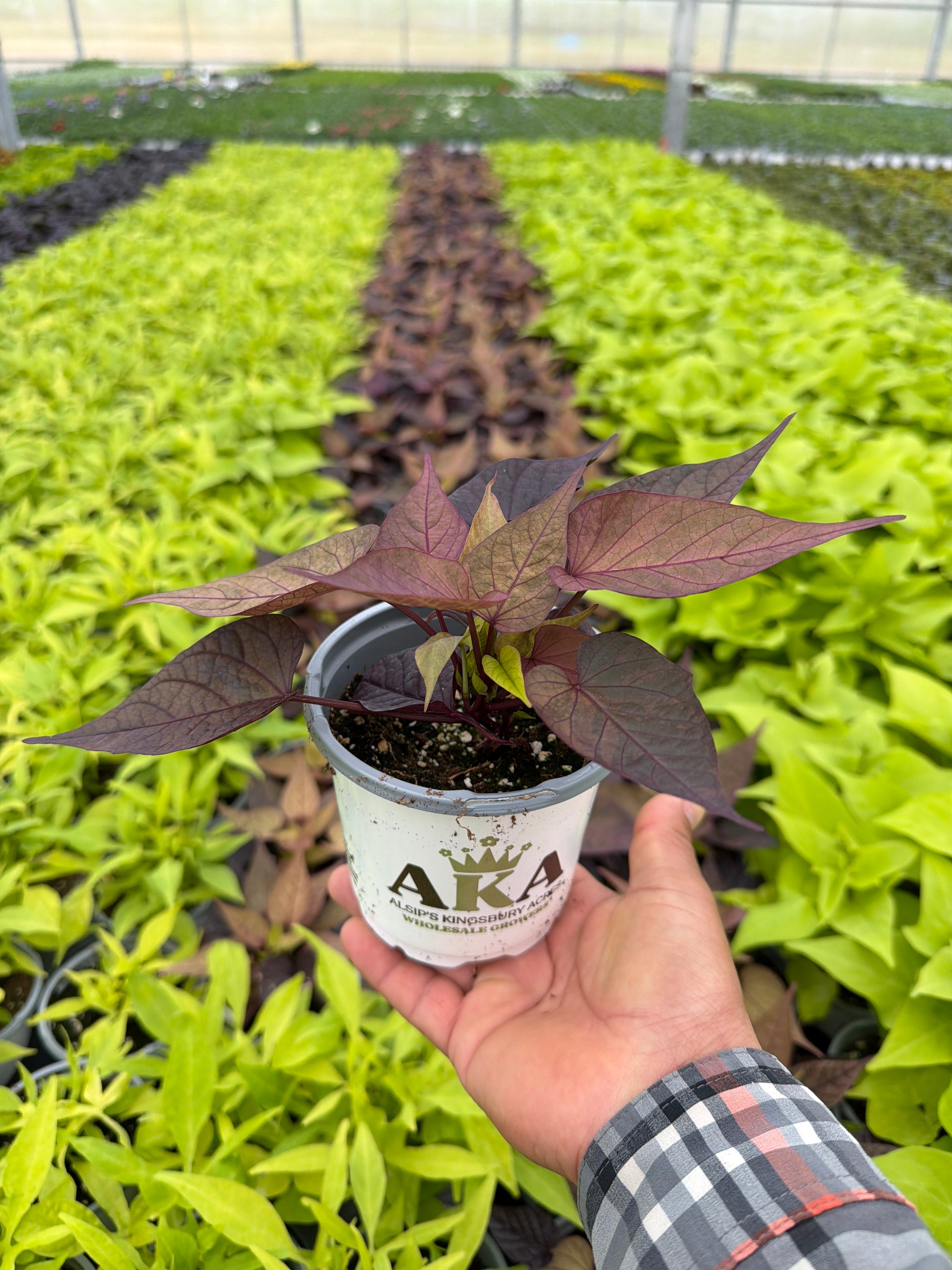 Ipomoea FloraMia Rosso - 4.33" Premium Annual